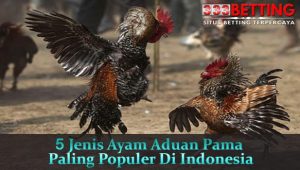 5-Jenis-Ayam-Aduan-Pama-Paling-Populer-Di-Indonesia